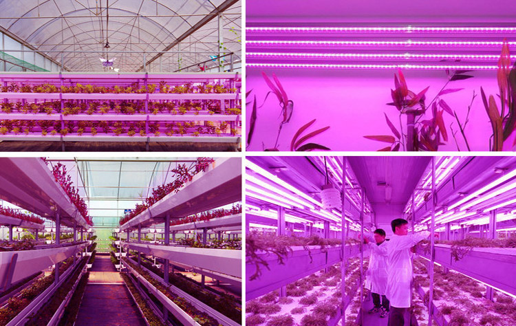 ZX 10pcs 0.2W SMD2835 Blue Light Plant Growing LED Lamp Chip Garden Greenhouse Seedling Lights