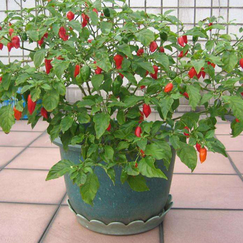 Egrow 200Pcs Indian Ghost Pepper Seeds Chili Seeds